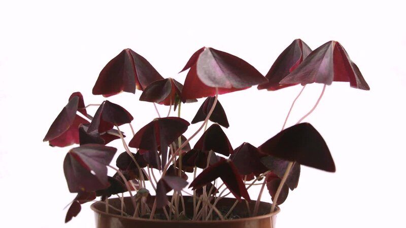 Oxalis triangularis - Wikipedia