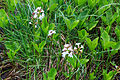 vachta trojlistá (Menyanthes trifoliata) - Vachovec1