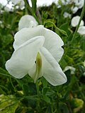 Thumbnail for List of Award of Garden Merit sweet peas