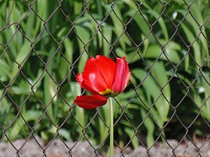 Tulipa in Upper Swabia