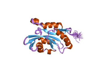 Cofilin-2 Protein-coding gene in the species Homo sapiens