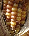 July 1: Heavy spotting on corn kernels reveals the activity of the Mutator system