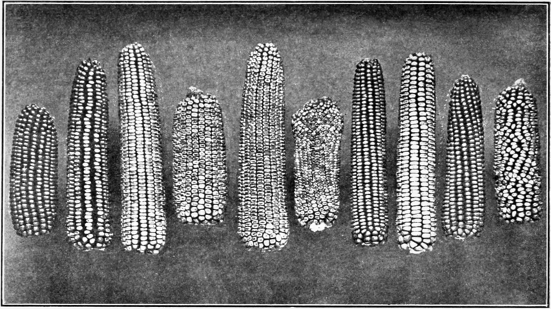 File:PSM V77 D202 Variety of maize in a single field.png