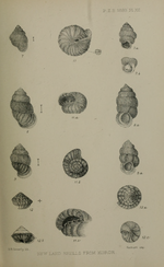 Miniatura para Aaadonta fuscozonata