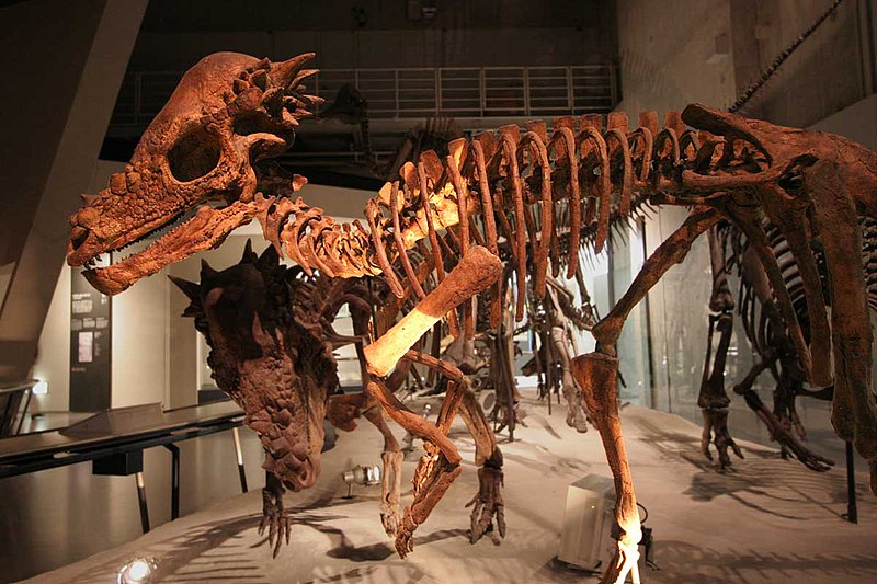 File:Pachycephalosaurus in Japan.jpg