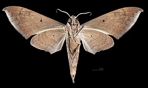 Male ventral view