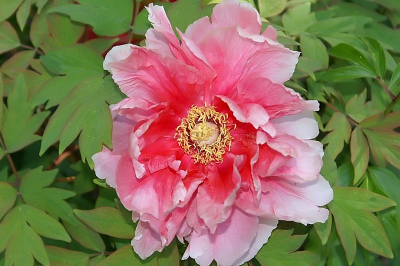 File:Paeonia Yuki-Gasane 0zz.jpg