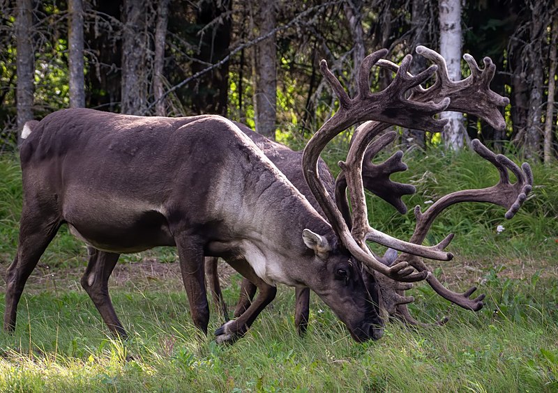 File:Pair of caribou grazing.jpg