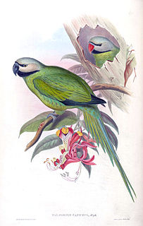 Nicobar parakeet Species of bird