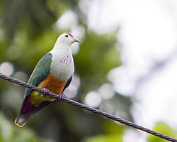 Palau Fruit Dove Ptilinopus pelewensis photographed on Babeldaob Palau in 2013 by Devon Pike.jpg