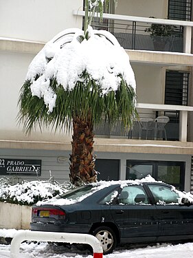 On 7th January 2009 the Mediterranean port city of Marseille was brought to a halt by a heavy snowfall. Here a palm tree sags under the weight of the snow.