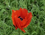 Papaver orientale cultivars