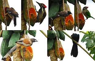Different birds eating papaya