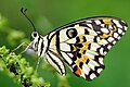 Papilio demoleus demoleus 20130901.jpg