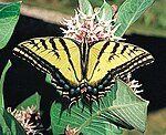 List Of U.s. State Insects