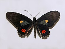 Papilionidae - eridalion erides паридтері.JPG