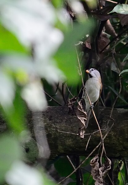 File:Paradoxornis gularis.jpg