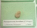 en:Parasaynoceras horridum (d'Orbigny) Lower Barremian, Nedoklan, Razgrad Province at the en:Sofia University "St. Kliment Ohridski" Museum of Paleontology and Historical Geology