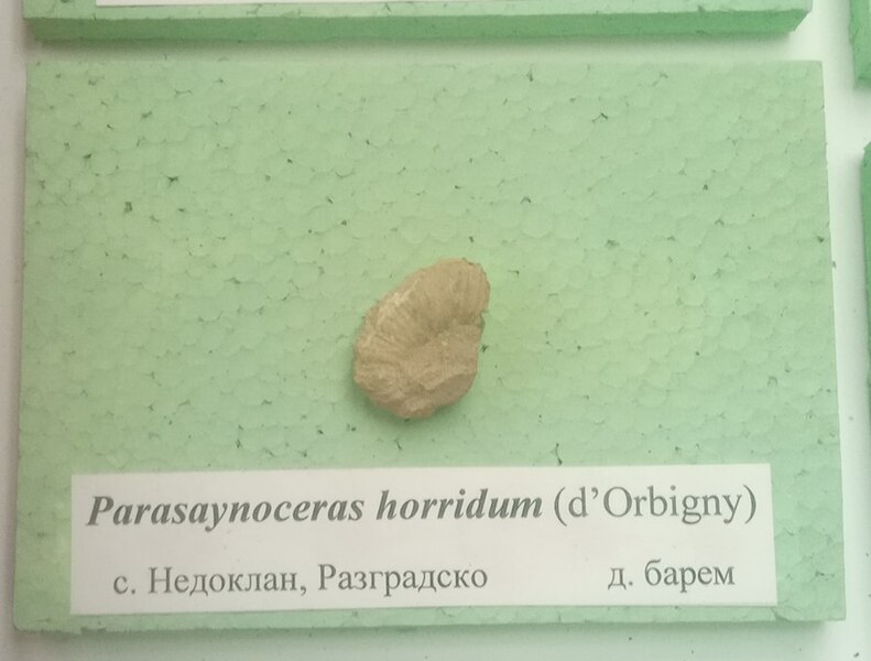 File:Parasaynoceras horridum (d'Orbigny) Lower Barremian, Nedoklan, Razgrad Province at the Sofia University 'St. Kliment Ohridski' Museum of Paleontology and Historical Geology.jpg
