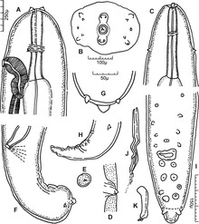 Паразит 20,43 (2013) Преработка на Setaria graberi (Nematoda, Filarioidea) Фигура 1.tif