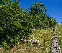 Pubcent tölgy a Rocca felé vezető úton