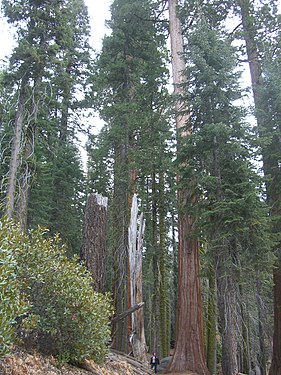 Sequoias, Sequoia National Park, California