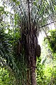 Parque Natural Metropolitano, Panamá-2046 - Flickr - Ragnhild & Neil Crawford.jpg
