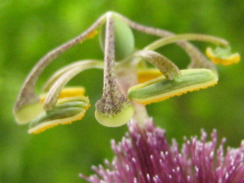 File:Passiflora watsoniana Mast. - Flickr - Alex Popovkin, Bahia, Brazil (22).jpg