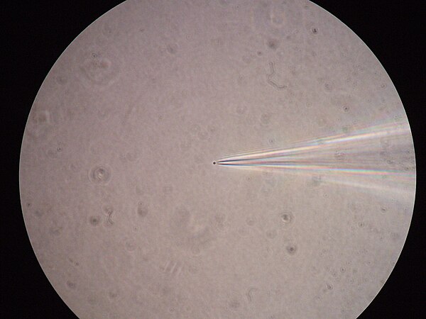 A bacterial spheroplast patched with a glass pipette