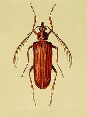 Pathocerus wagneri