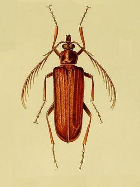 Pathocerus