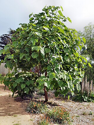 <i>Paulownia kawakamii</i> Species of tree