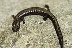Thumbnail for Peaks of Otter salamander