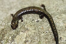 Puncak dari Otter Salamander (Plethodon hubrichti).jpg