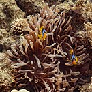 Pareja de Amphiprion bicinctus en Entacmaea quadricolor.