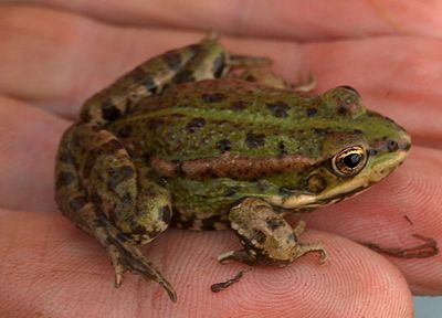 Tailed frog. Озерная лягушка Башкирия. Озерная лягушка, зеленая жаба. Pelophylax Terentievi. Лягушка вид сверху.