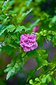 Peony (Paeonia suffruticosa).