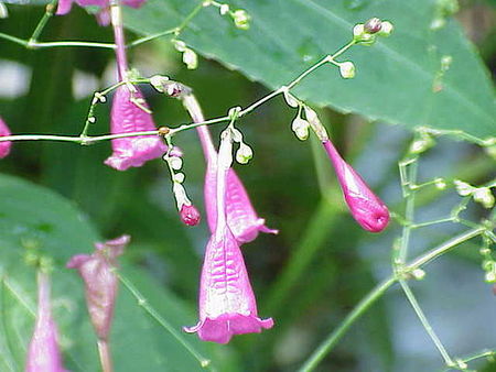 Tập_tin:Peristrophe_speciosa1.jpg