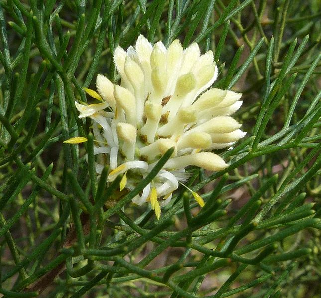 File:Petrophile pulchella flowers 1.jpg