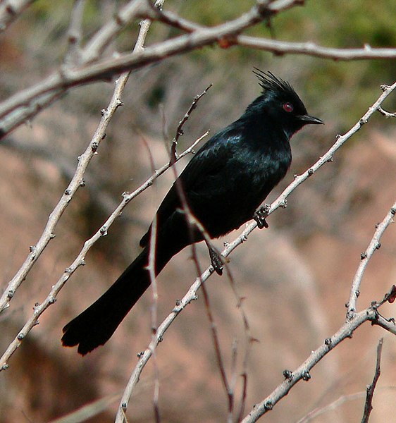 File:Phainopepla nitens 1.jpg