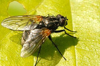 <i>Phaonia consobrina</i> Species of fly