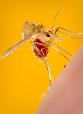 Hembra Phlebotomus papatasi borracha al máximo.