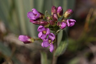 Umtanum Creek Recreation Area