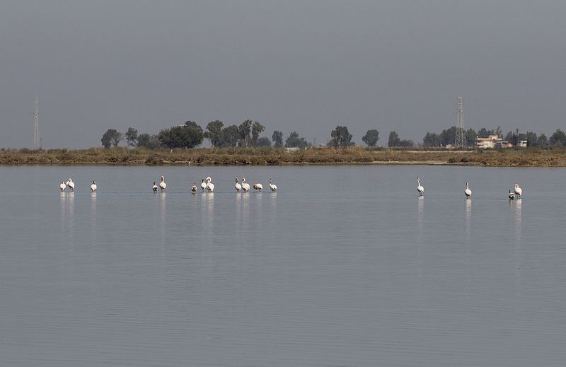 File:Phoenicopterus roseus - Greater Flamingo, Adana 2016-11-05 01-3.jpg