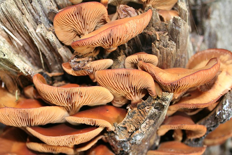 File:Pholiota astragalina 050922Bw.jpg