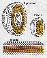 Estructuras lipídicas en medio acuoso