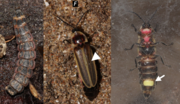 Miniatura per Photinus signaticollis