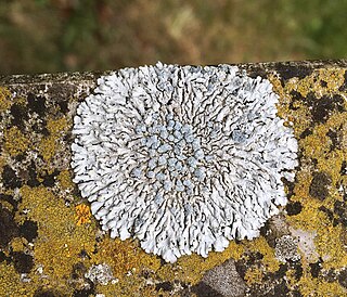 <i>Physcia caesia</i> Blue-gray foliose lichen found throughout much of the world