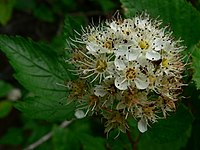 Physocarpus capitatus