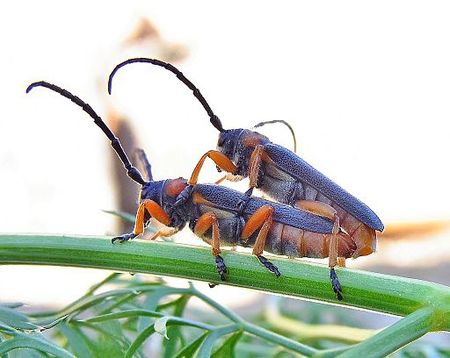 Tập_tin:Phytoecia_affinis_pair_side.jpg